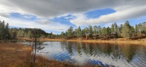 Vann i skogen (bilde)