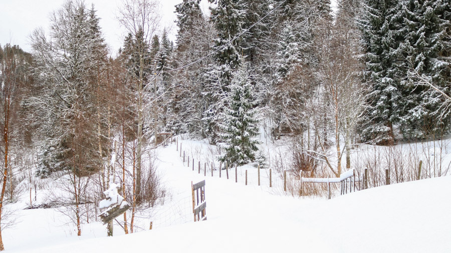 Bilde av en snødekt skog
